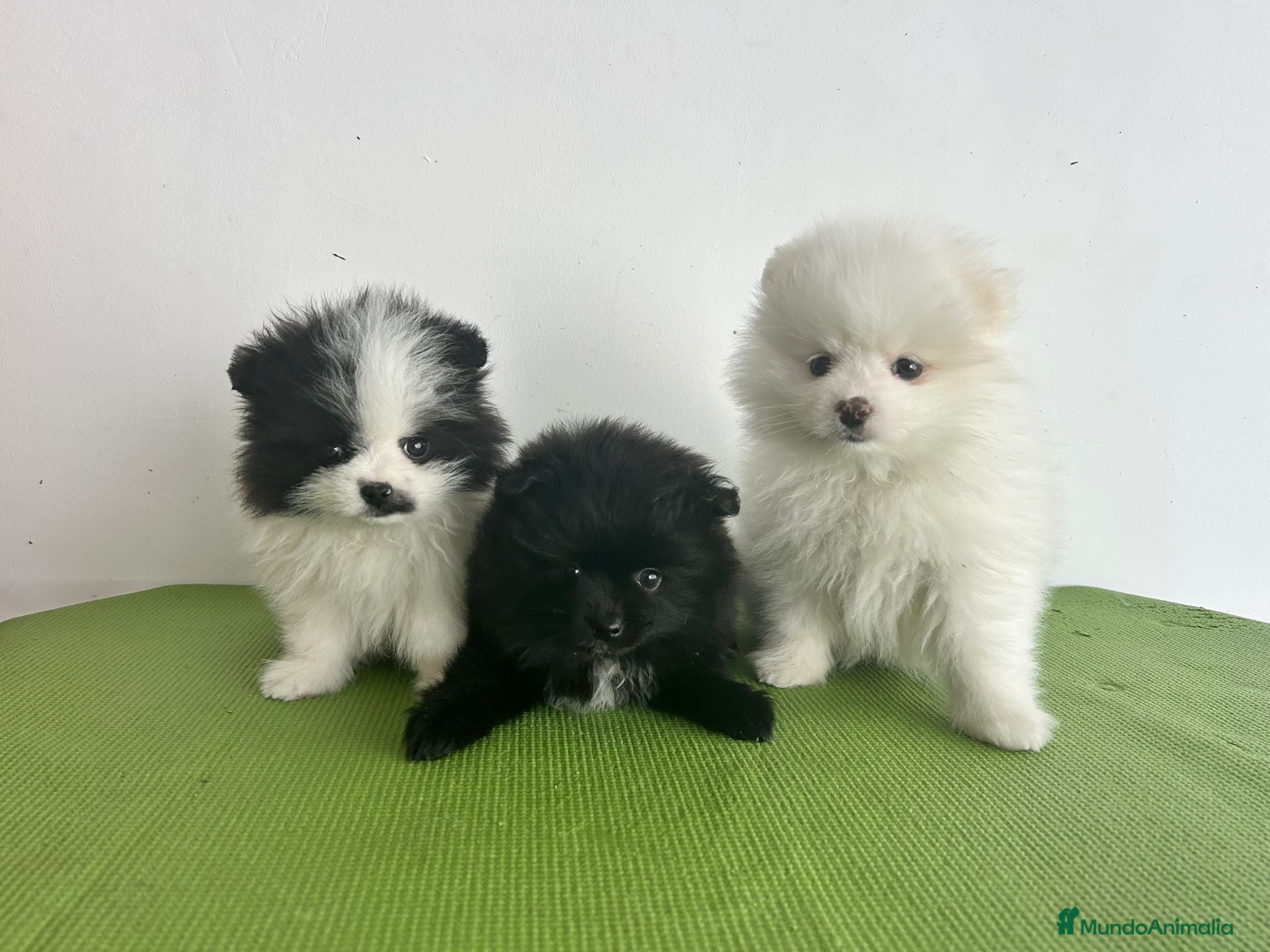Pomerania perros Pomerania mini - Anuncio 1