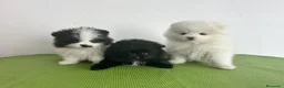 Pomerania perros en venta: Pomerania mini - Anuncio 1