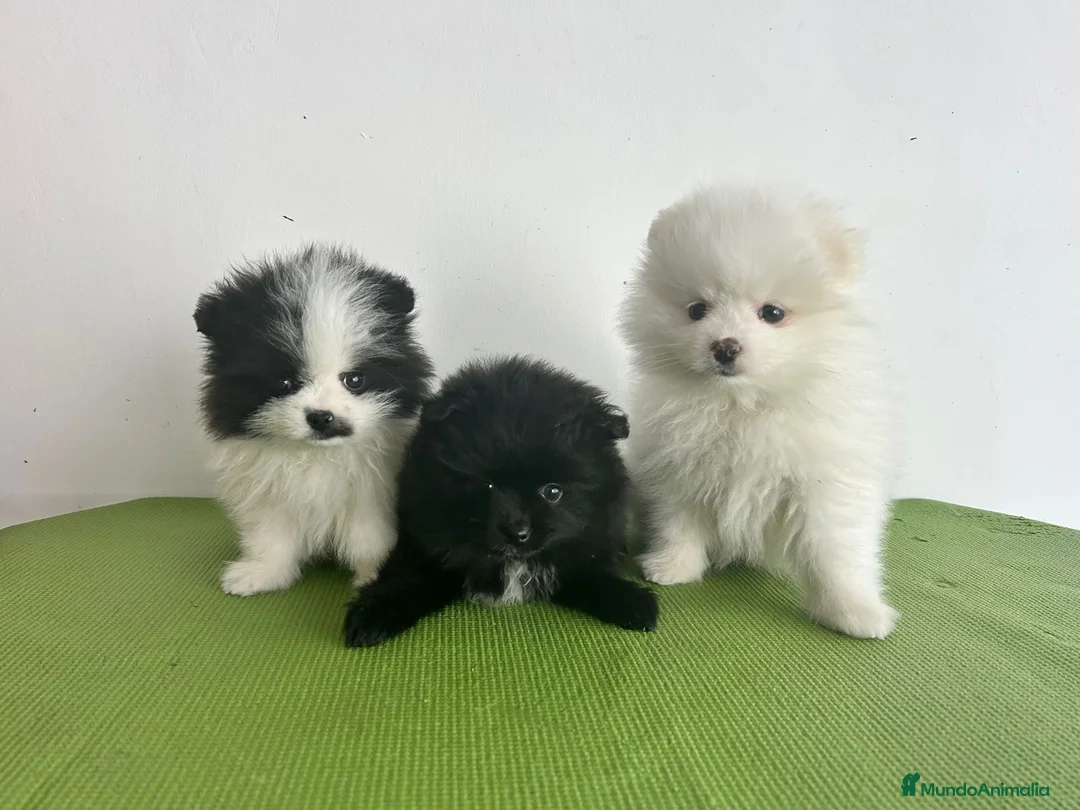 Pomerania perros en venta: Pomerania mini - Anuncio 1