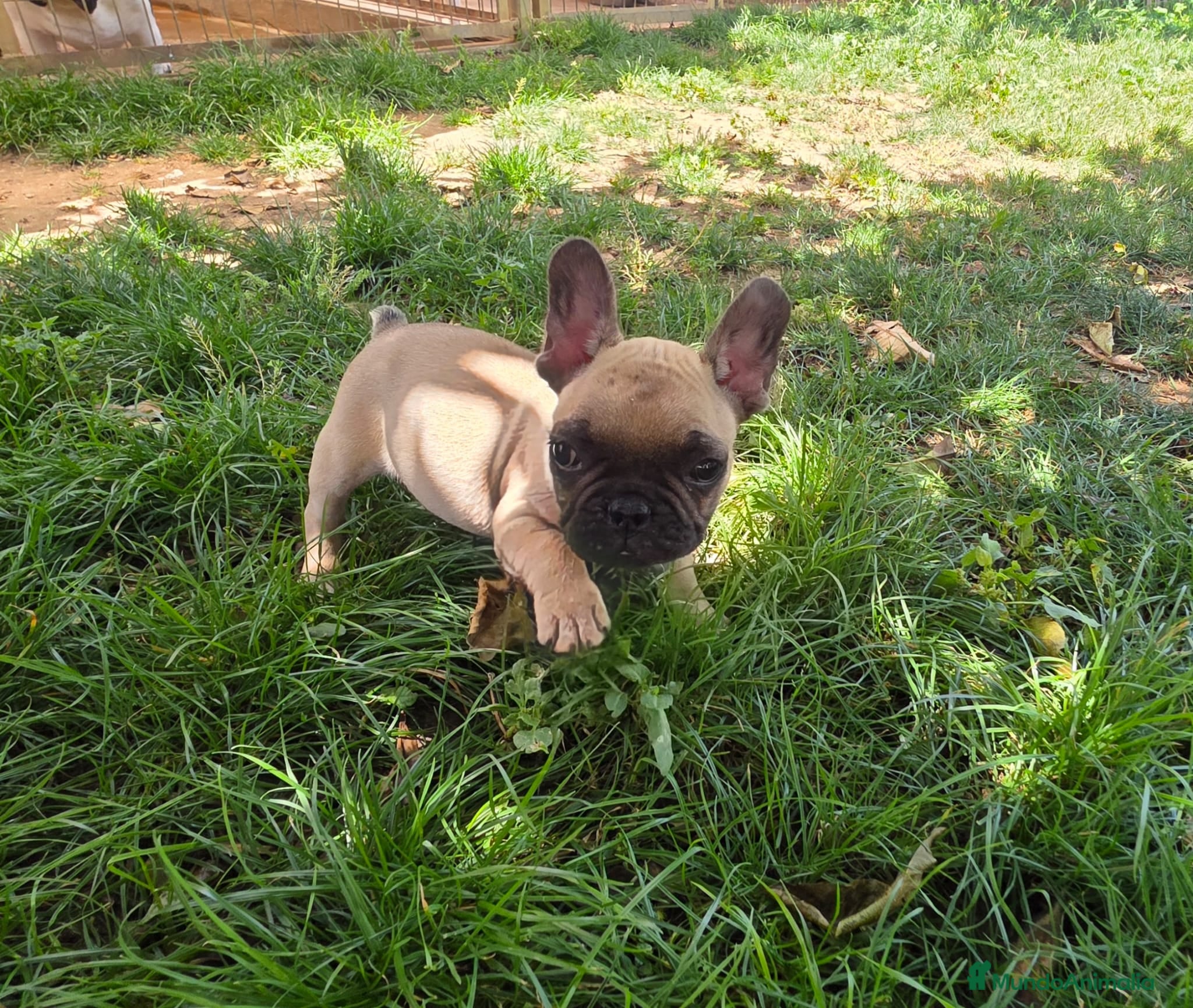 Bulldog Francés perros Bulldog frances - Anuncio 1