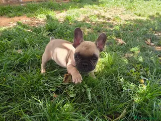 Bulldog Francés perros Bulldog frances - Anuncio 1
