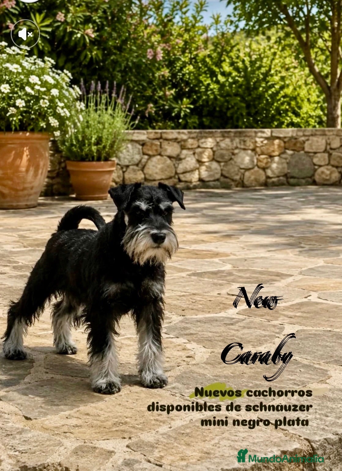 Schnauzer Miniatura perros Caraby Schnahuzer miniatura  - Anuncio 1