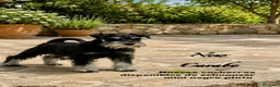 Schnauzer Miniatura perros en venta: Caraby Schnahuzer miniatura  - Anuncio 1