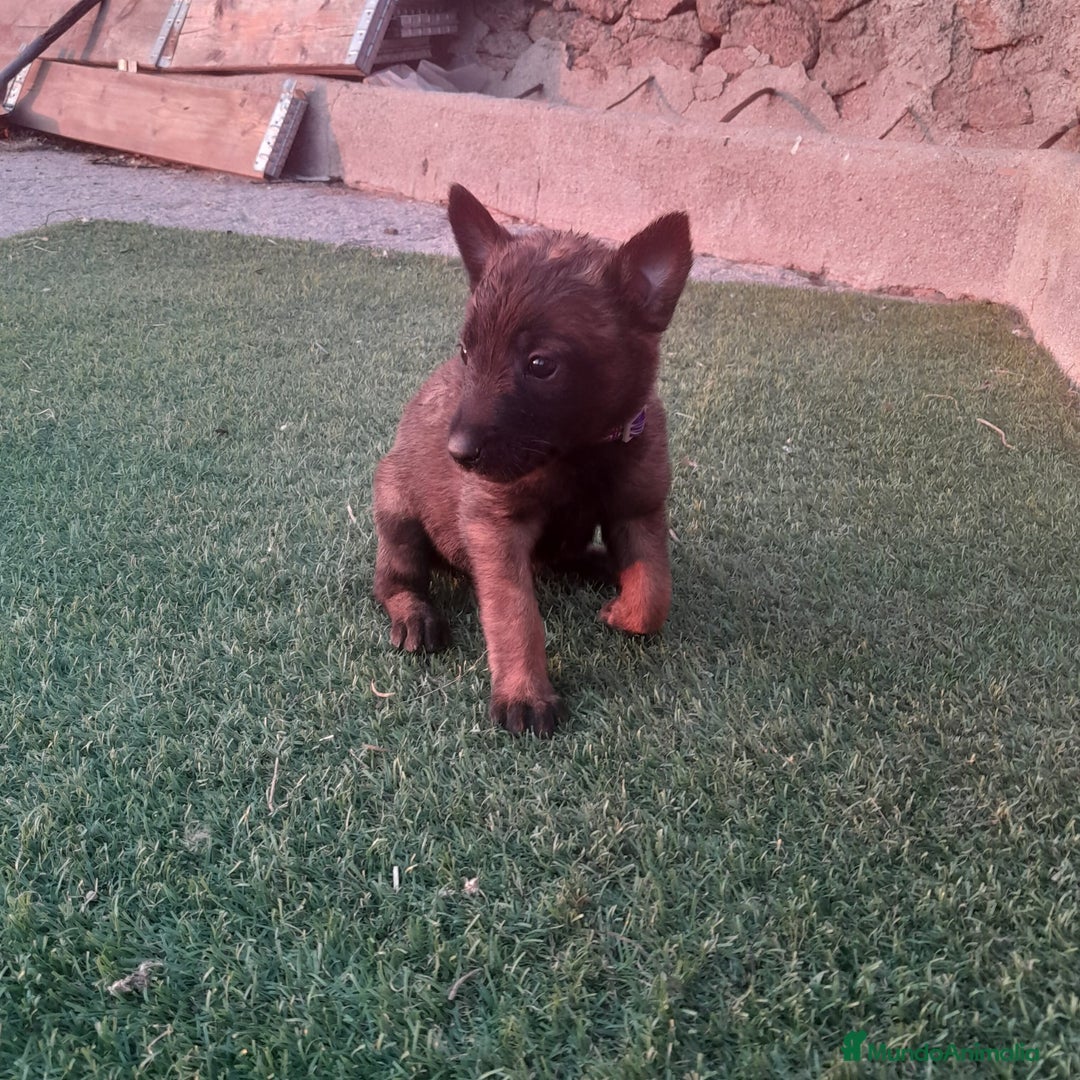 Pastor Belga Malinois perros en venta: PASTOR BELGA MALINOIS - Imagen 6