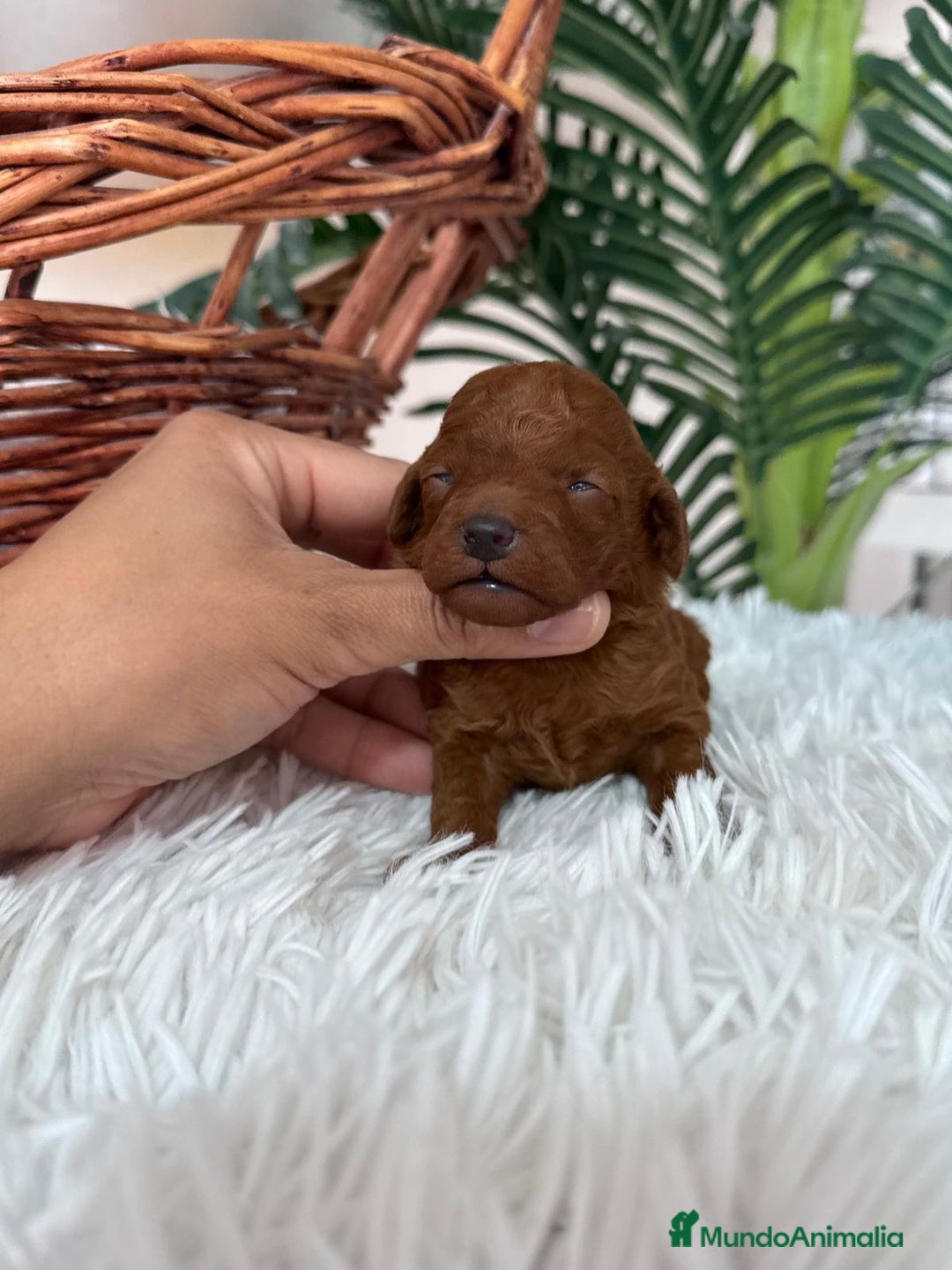 Caniche Toy perros en venta: CANICHE TOY ROJO - Anuncio 13