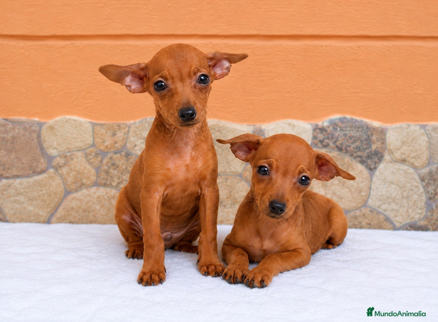 Pinscher Miniatura perros Pinscher miniatura disponibles🐶🐾 - Anuncio 2