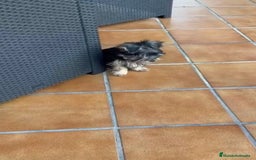 Yorkshire Terrier perros en venta: Yorkshire terrier macho - Imagen 2