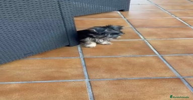Yorkshire Terrier perros - Anuncio 15