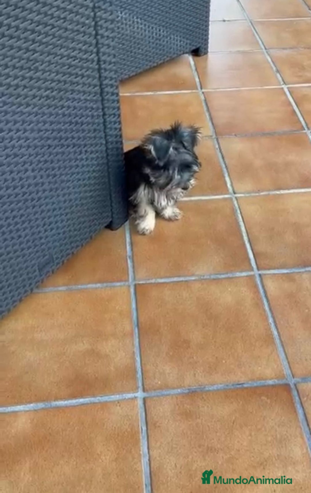 Yorkshire Terrier perros en venta: Yorkshire terrier macho - Imagen 2