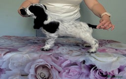 Cocker Spaniel Inglés perros en venta: Preciosos machos cocker inglés  - Imagen 1