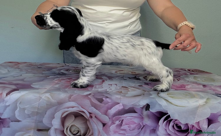 Cocker Spaniel Inglés perros - Propaganda 3