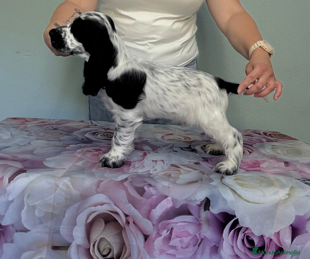 Cocker Spaniel Inglés perros en venta: Preciosos machos cocker inglés  - Imagen 1