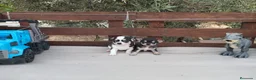 Chihuahua perros en venta: Gran Camada diminuta de CHIHUAHUAS TOYS CABEZA 🍏 - Anuncio 8