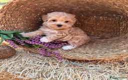 Maltipoo perros en venta: Maltipoo mes de entrega diciembre  - Imagen 6