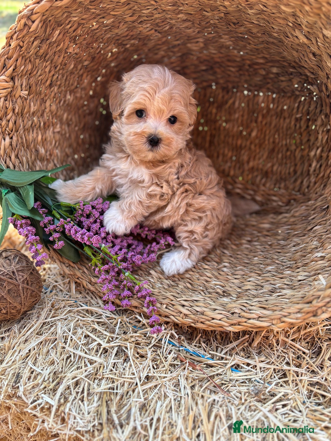 Maltipoo perros en venta: Maltipoo mes de entrega diciembre  - Imagen 6
