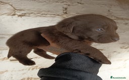 Labrador Retriever perros en venta: Labrador  - Anuncio 7