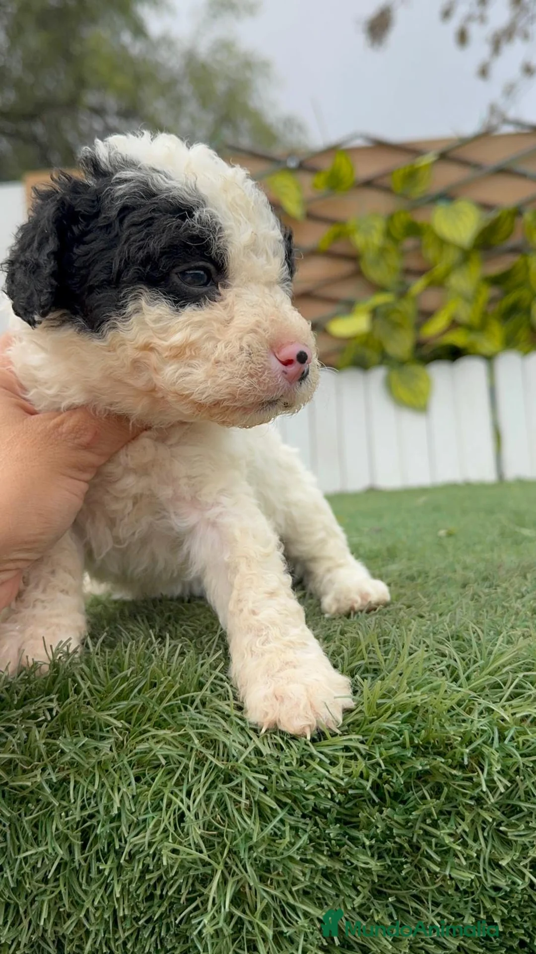 Perro de Agua Español perros en venta: PERRO DE AGUA ESPAÑOL - Anuncio 11