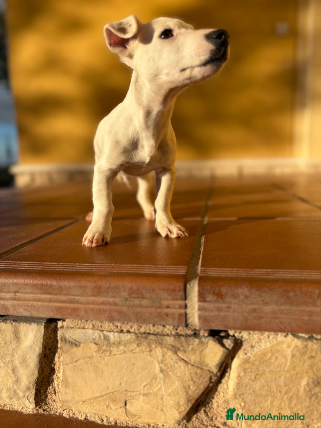 Jack Russell Terrier perros en venta: Cachorro macho de Jack Russell  - Anuncio 2