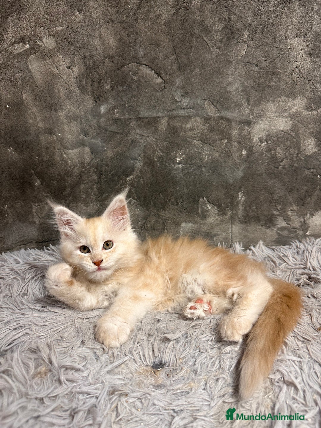 Maine Coon gatos en venta: Maine Coon Black Humo - Imagen 20