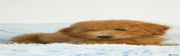 Caniche Enano perros en venta: CACHORRO DE CANICHE ENANO - Anuncio 5