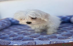 Bichón Maltés perros en venta: Bichon maltés  - Imagen 7