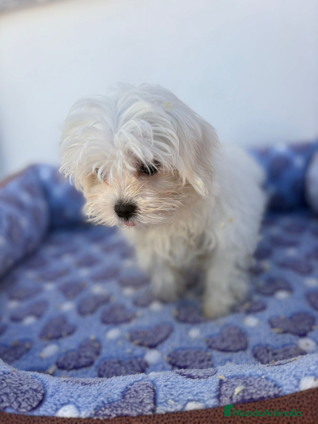 Bichón Maltés perros en venta: Bichon maltés  - Imagen 7