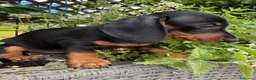 Teckel Miniatura perros en venta: Hembra miniatura  en Toledo - Anuncio 3