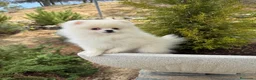 Pomerania perros en venta: Pomerania lista para entregar !!!! - Anuncio 5
