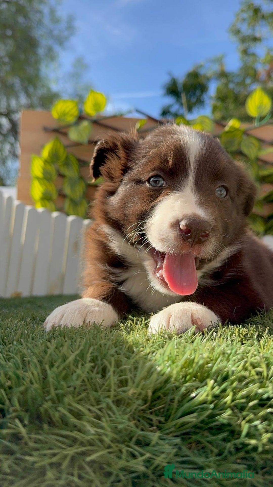 Border Collie perros en venta: BORDER COLLIE HEMBRA CHOCOLATE - Imagen 9