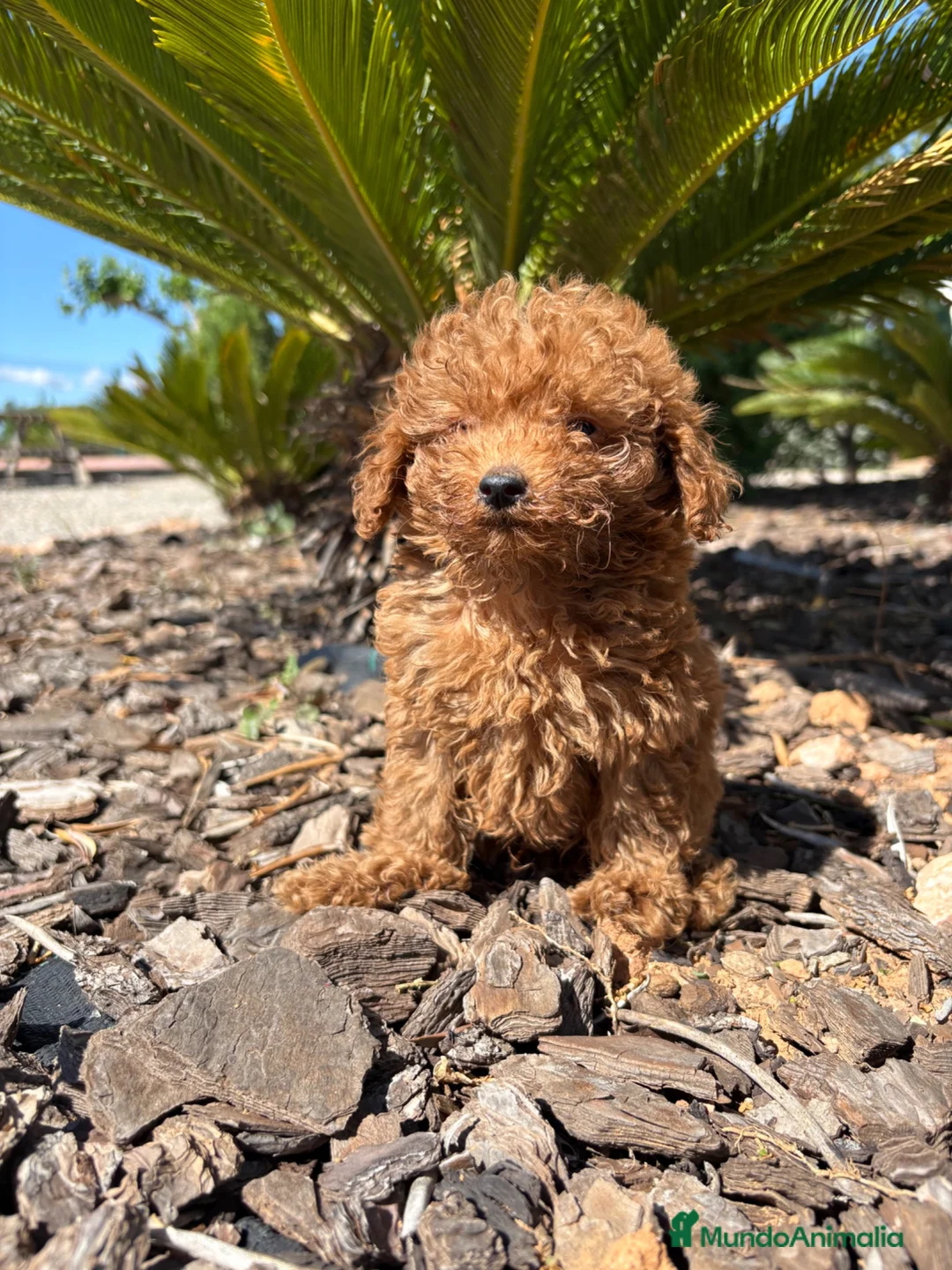 Caniche Toy perros en venta: CANICHE TOY - Anuncio 2