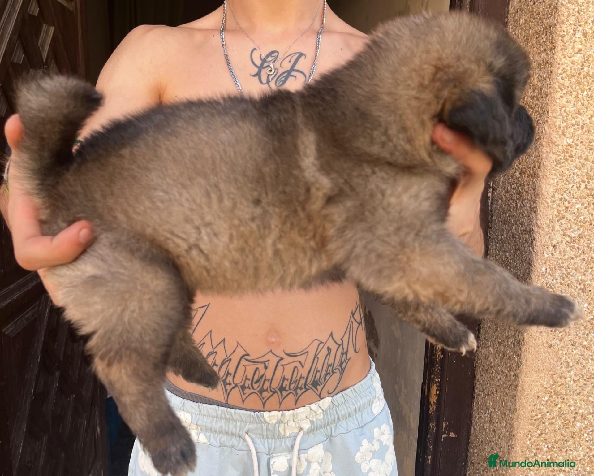Pastor del Cáucaso perros Pastor del Cáucaso - Anuncio 2