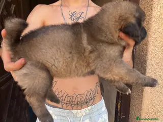 Pastor del Cáucaso perros Pastor del Cáucaso - Anuncio 1