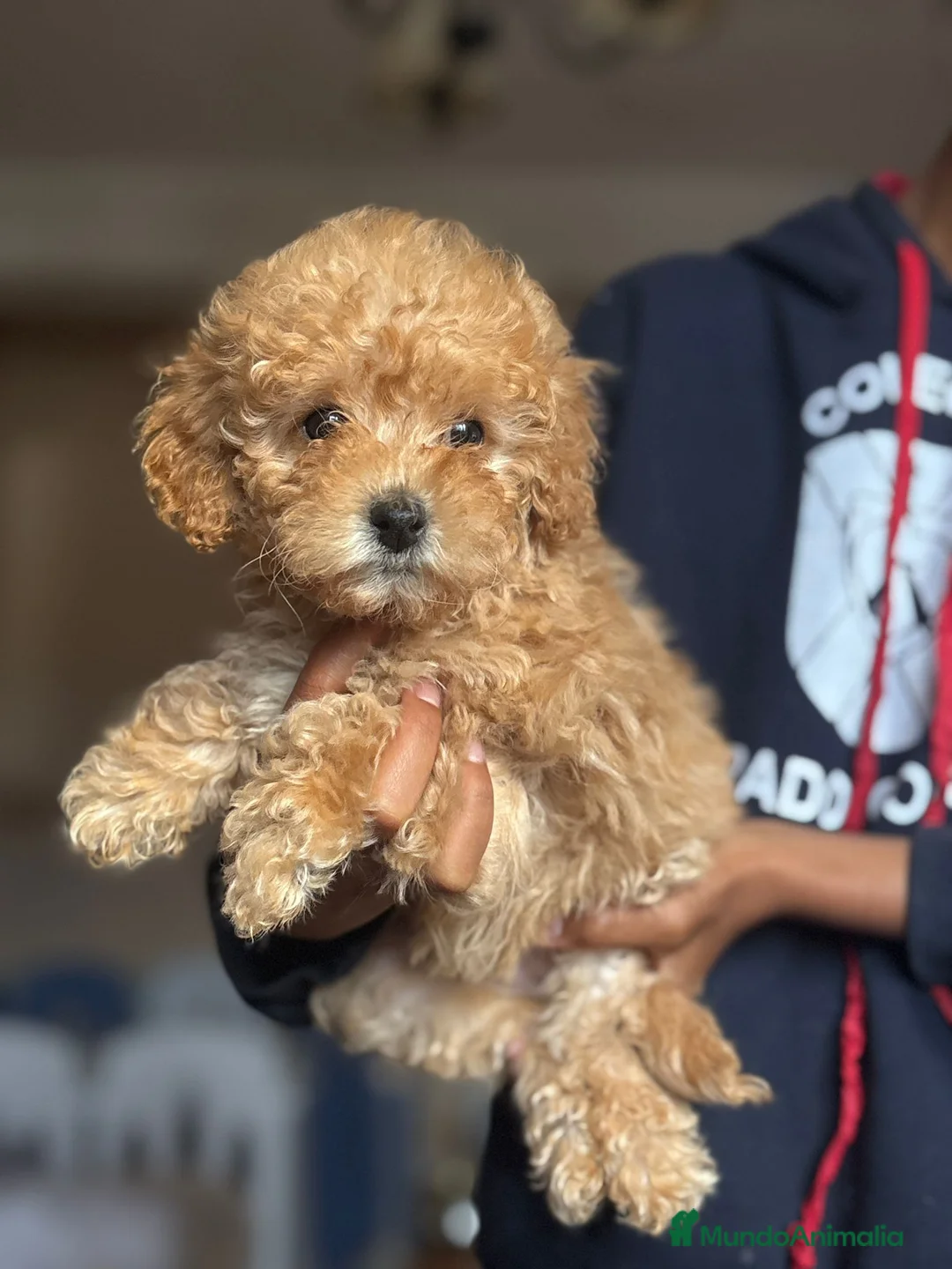 Caniche Toy perros en venta: Caniche toy  - Anuncio 11