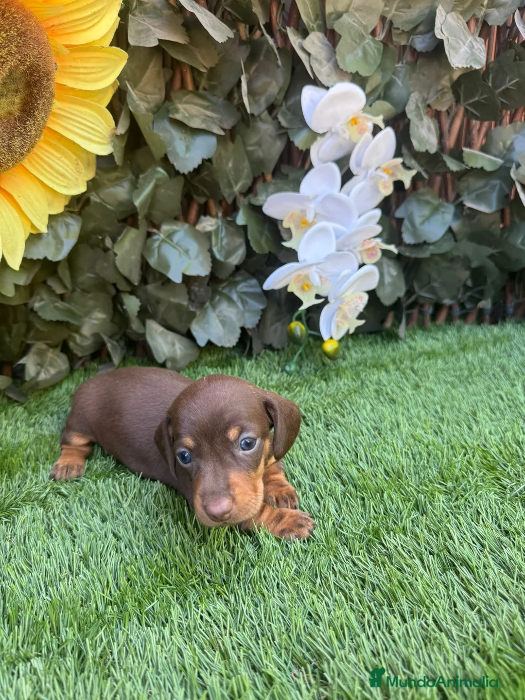 Teckel Miniatura perros en venta: Teckel kanichen color chocolates disponibles  - Anuncio 2