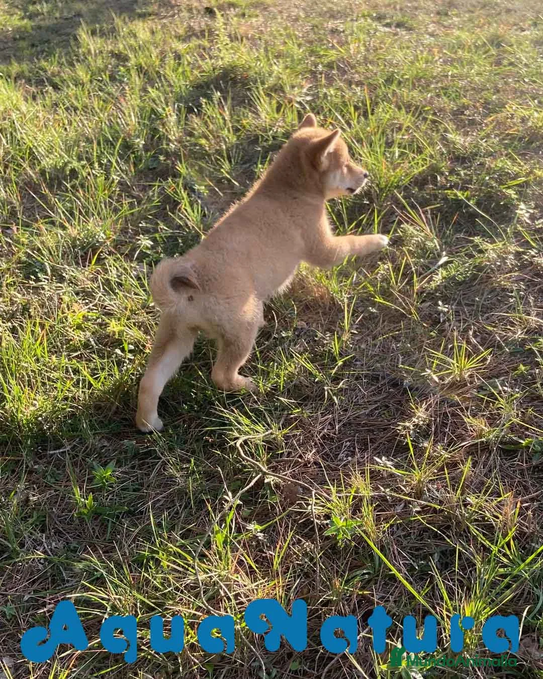 Shiba Inu perros en venta: Shiba Inu Hembra 5288 de Mar - AQUANATURA en Barcelona - Anuncio 9