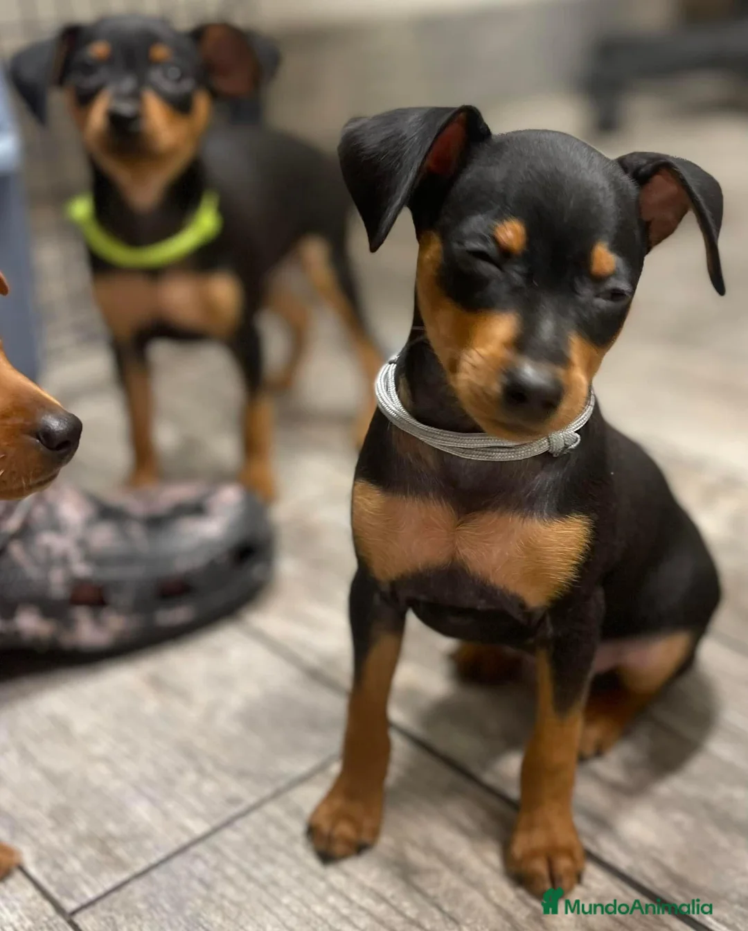 Pinscher Miniatura perros en venta: Pinscher mini socializados !!!  en Ciudad Real - Anuncio 9