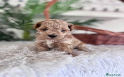 Caniche Toy perros en venta: CANICHE TOY - Anuncio 1