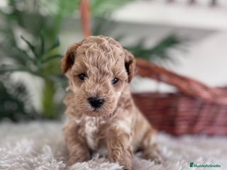 Caniche Toy perros CANICHE TOY - Anuncio 1