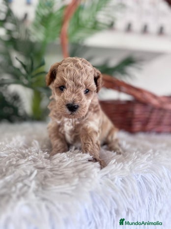 Caniche Toy perros CANICHE TOY - Anuncio 1