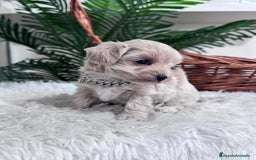 Maltipoo perros en venta: MALTIPOO MACHO - Anuncio 10