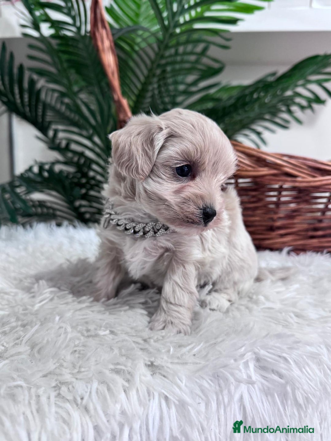 Maltipoo perros en venta: MALTIPOO MACHO - Anuncio 10