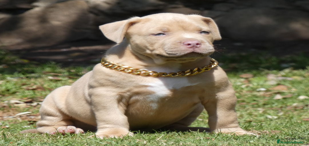 Imagen de galería {{count}}