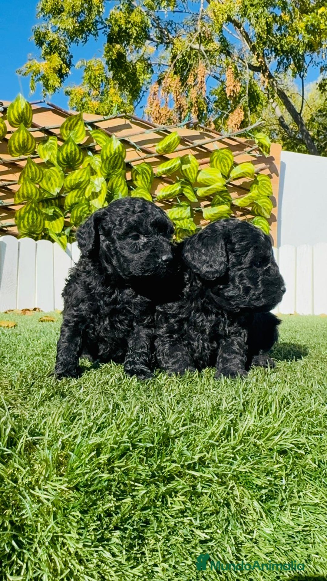 Caniche Toy perros en venta: CANICHE TOY - Anuncio 11