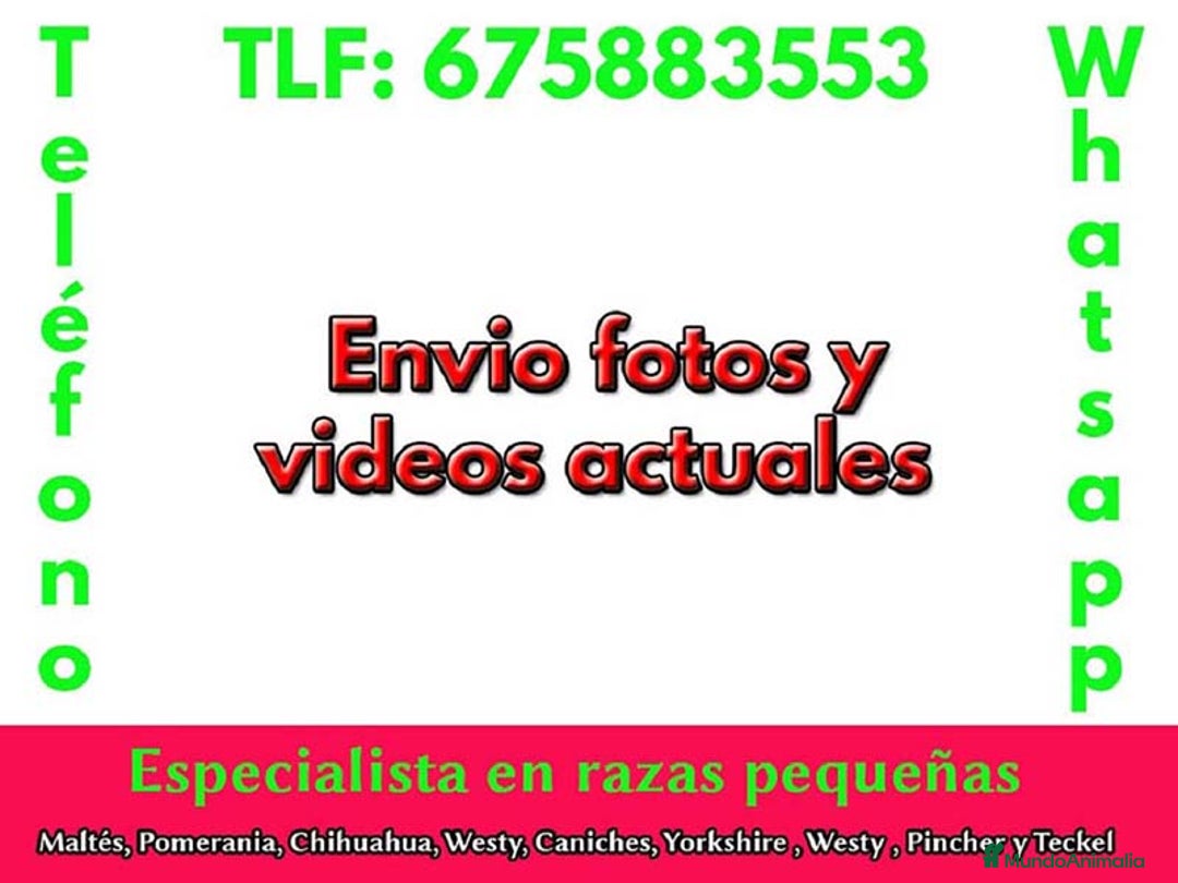 Cavalier King Charles Spaniel perros en venta: Cachorros minis cavalier king charles - Imagen 2