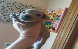 Teckel perros en venta: TECKEL PURA RAZA  - Imagen 1