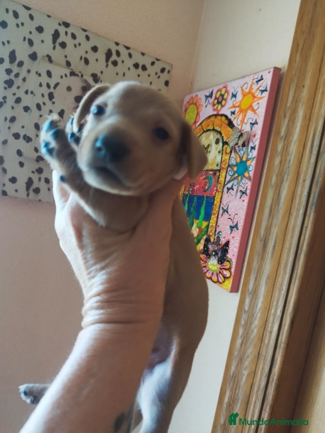 Teckel perros en venta: TECKEL PURA RAZA  - Imagen 1