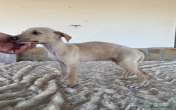 Galgo Español perros en venta: Galgo español machos - Imagen 2