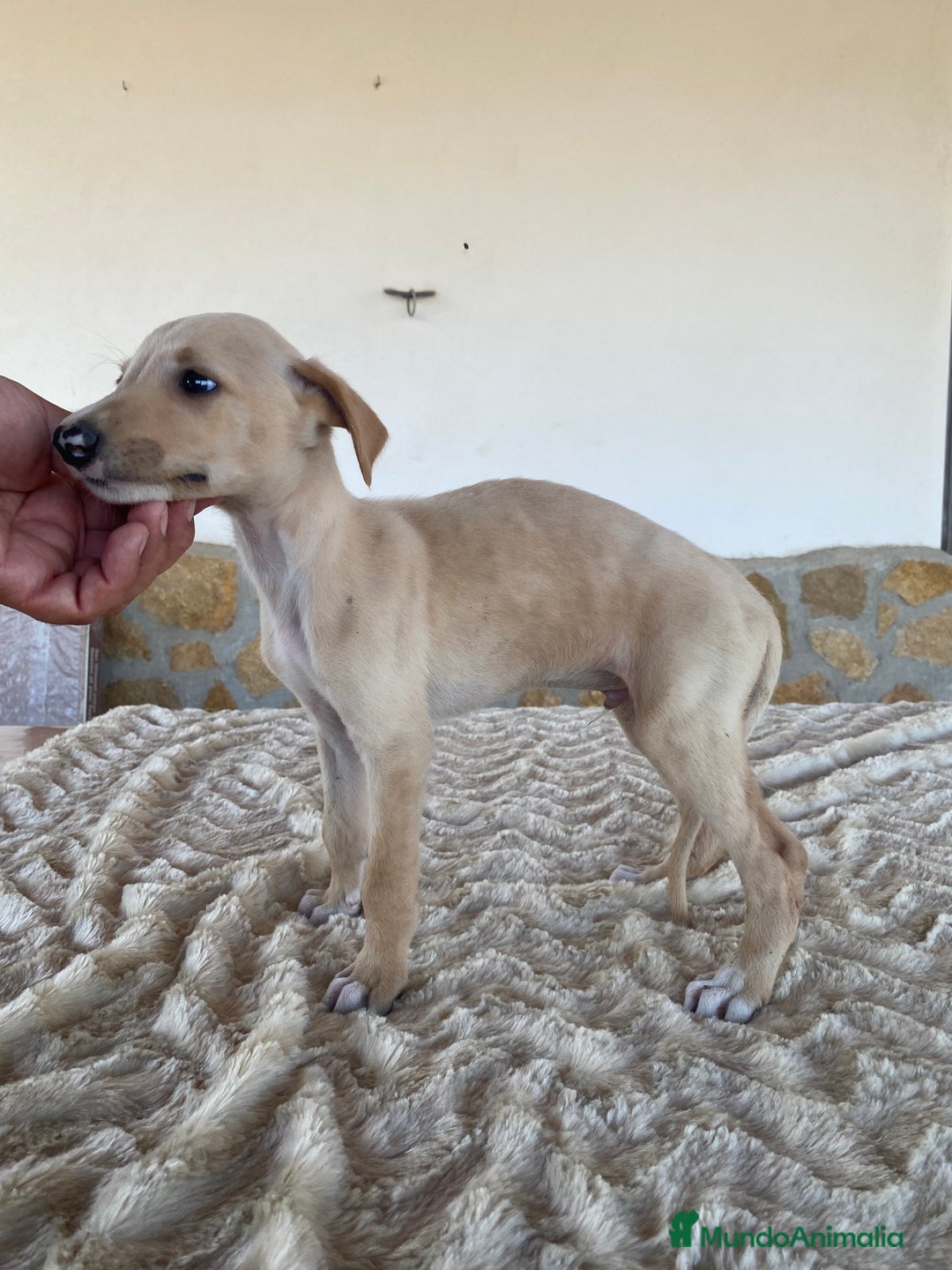 Galgo Español perros en venta: Galgo español machos - Imagen 2
