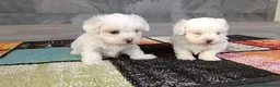 Bichón Maltés perros en venta: Bichon Maltés  - Anuncio 4