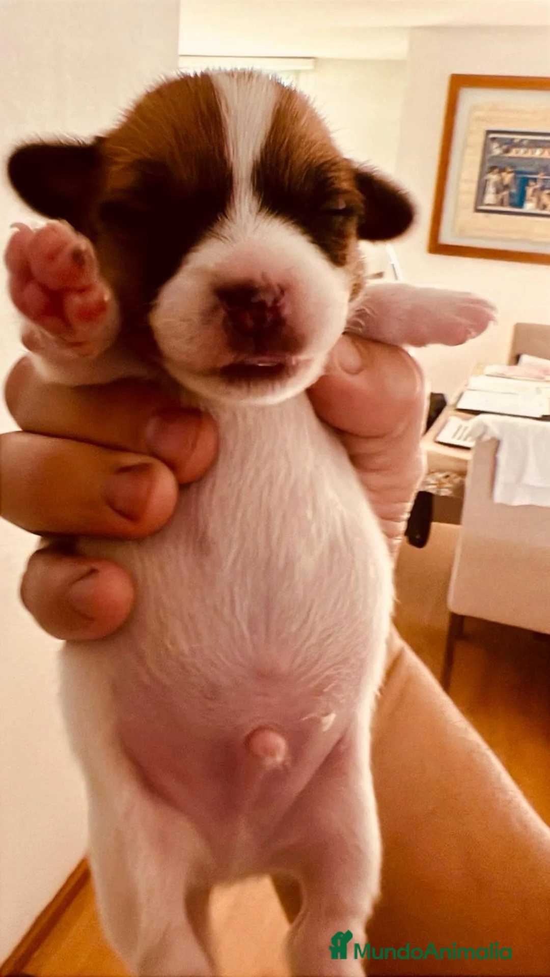 Jack Russell Terrier perros en venta: Preciosos cachorritos Jack Russell !! - Anuncio 3